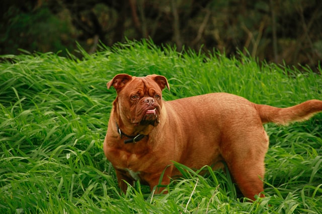 Mastiff dog breed is kind of an ancient guard dog.