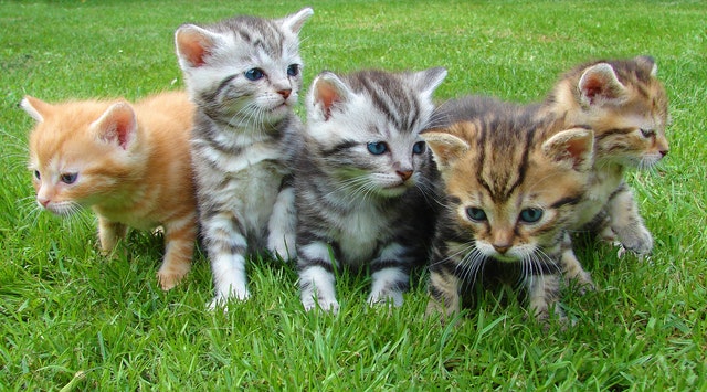 There can be many warrior cat name ideas that you can make for your cat.