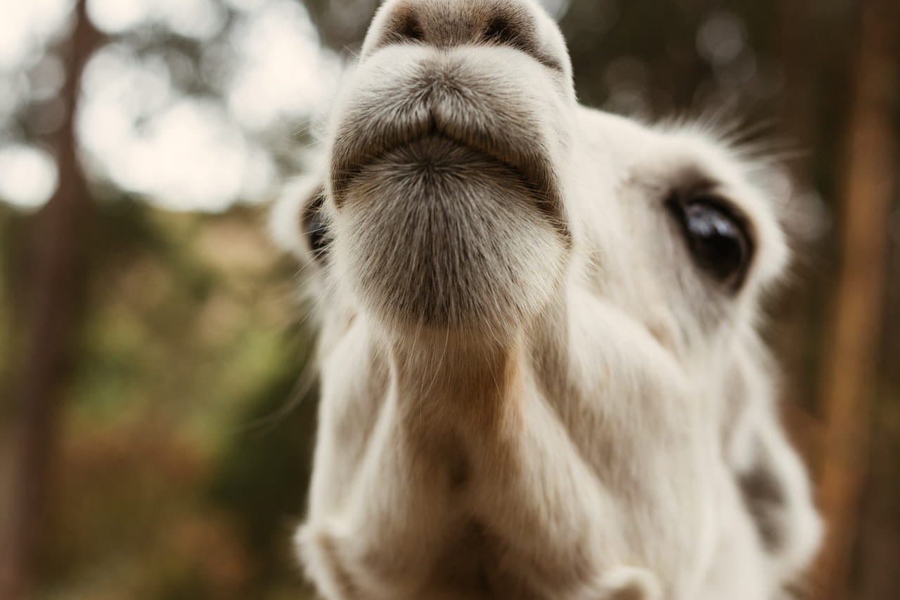 Be a lloving llama who causes no drama when they hear funny llama puns.