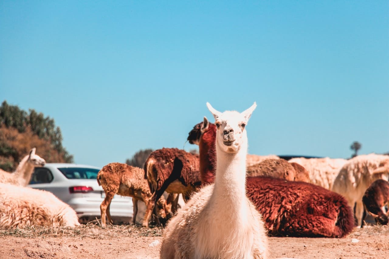 Alpaca puns are just llama puns but shorter.