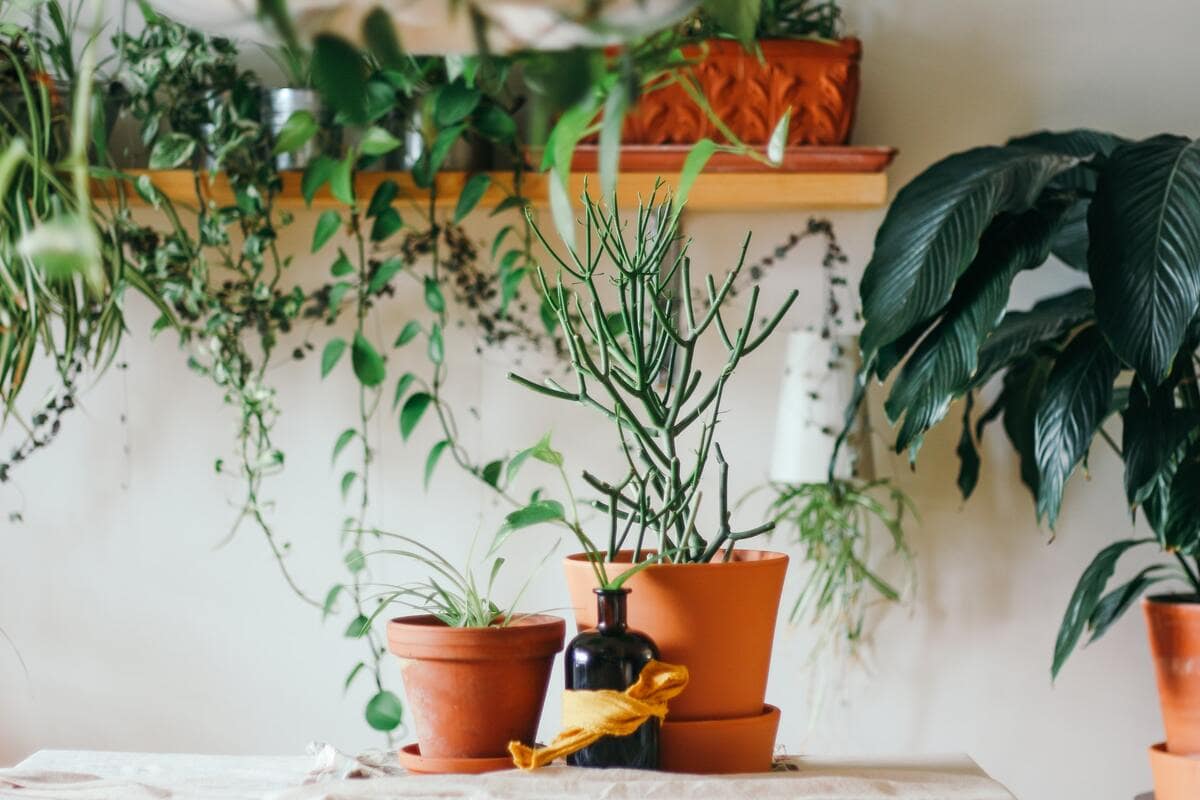 Plant puns grow on you before you even know it.