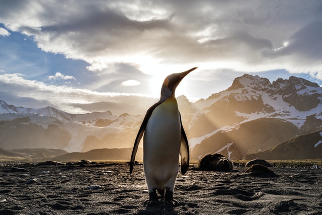 Penguin puns are sometimes based on penguin play on words.