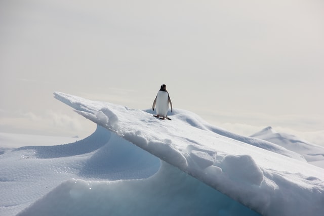 Penguin inspired animal puns can be great for the holiday season.