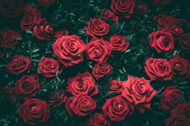 Red roses are a symbol of love.