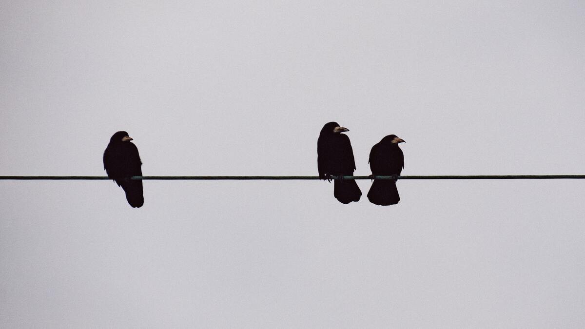 These crow and raven jokes will give you a bird's eye view insiders.