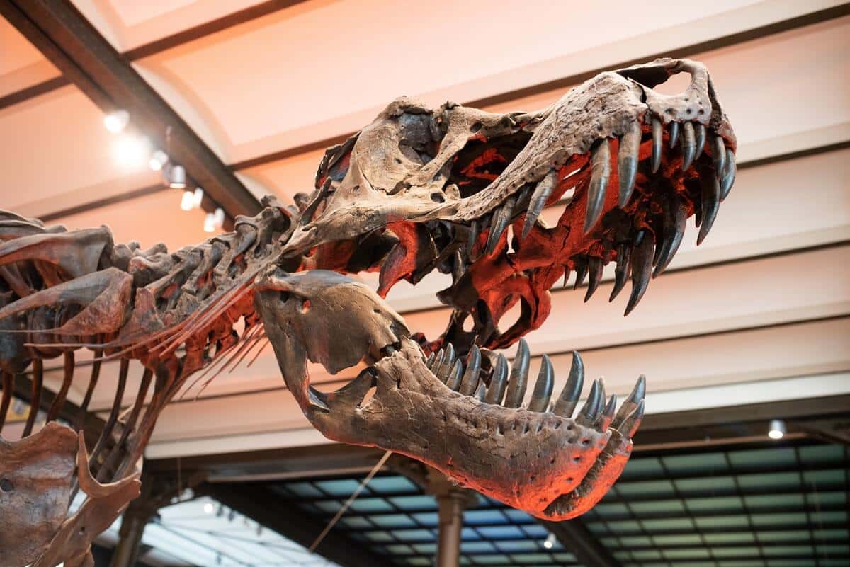 T-Rexes had sets of 50 to 60 teeth that were the size of bananas!