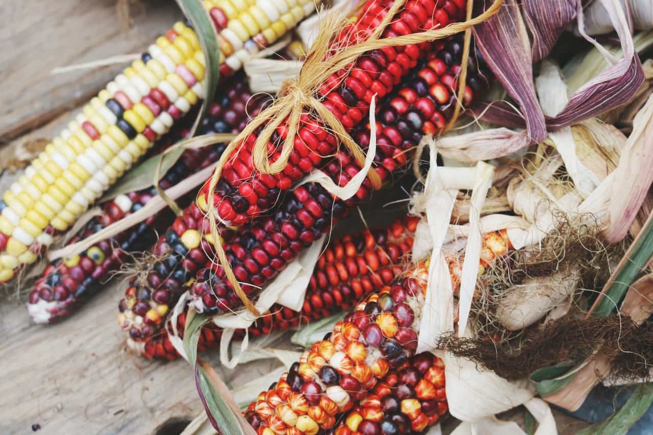 Corn comes in many colours, including red and black.