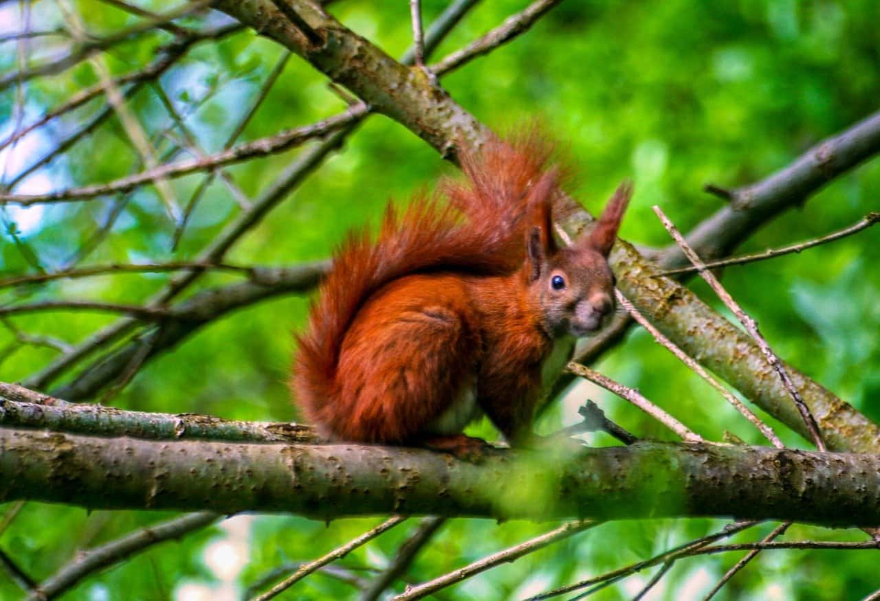 Squirrels spend a lot of their time in trees.