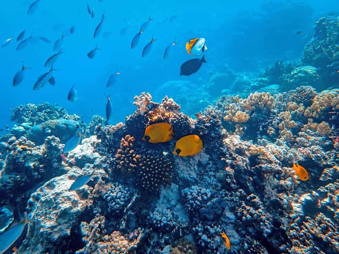 Honduras is home to the second largest coral barrier reef in the world.