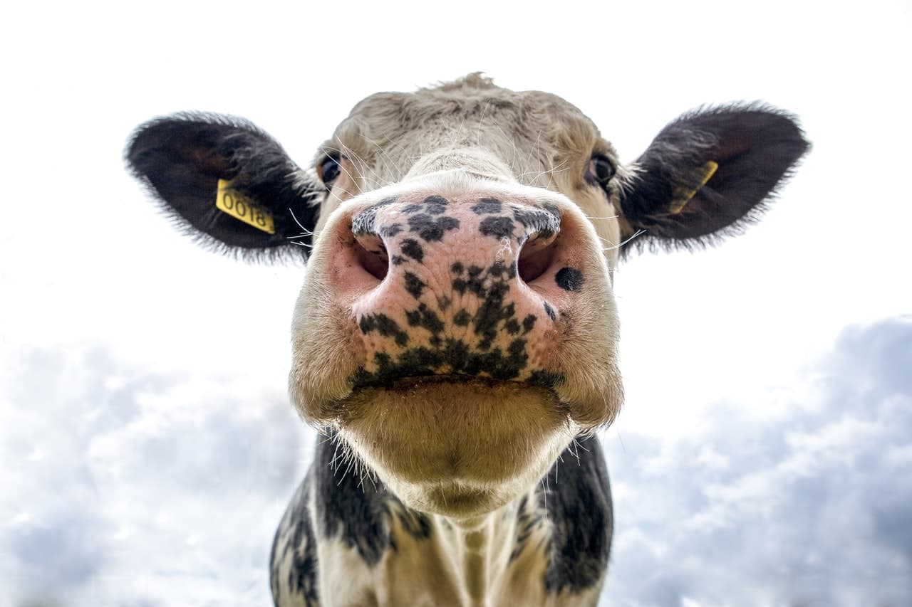 A cow produces around 6.3 gallons of milk daily.