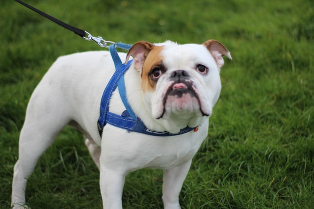 British bulldogs were originally used as fighting dogs.
