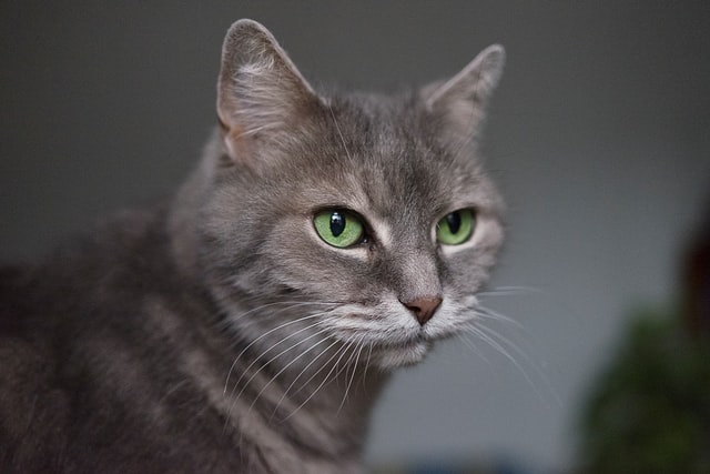 Humans aren't the only animals that can have green eyes.