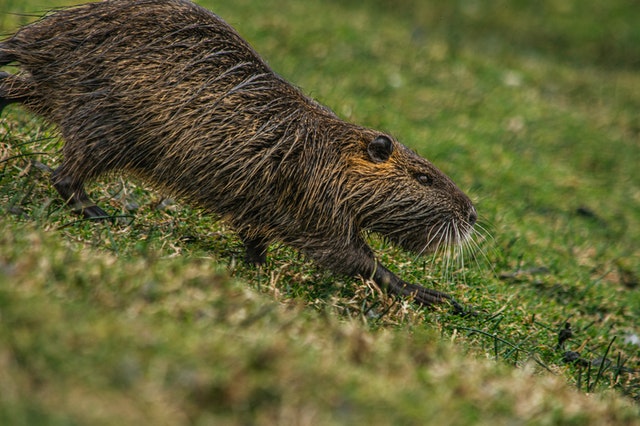 Snapple fact 123 says Beavers used to be the same size as bears!