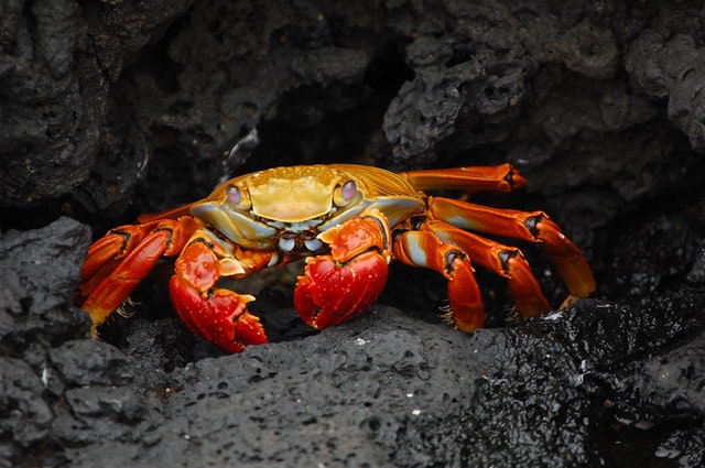 'Cancer' in Latin translates to crab.