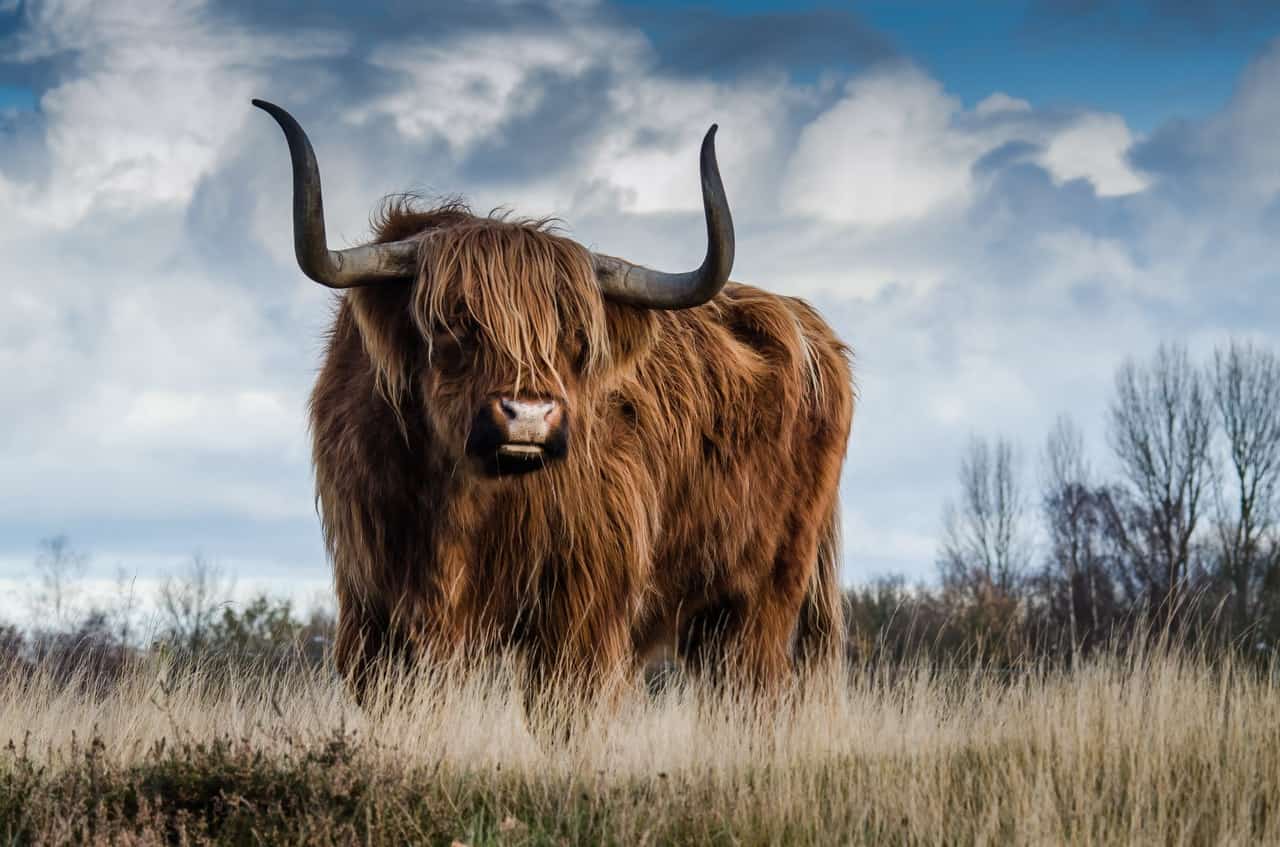 The zodiac symbol for Taurus is the bull.