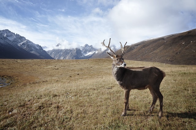 The Appalachian Mountains are home to deer such as caribou.
