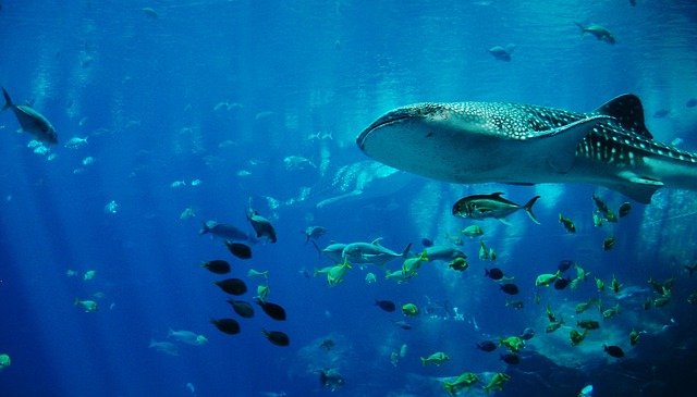 The whale shark is often called the gentle giant.