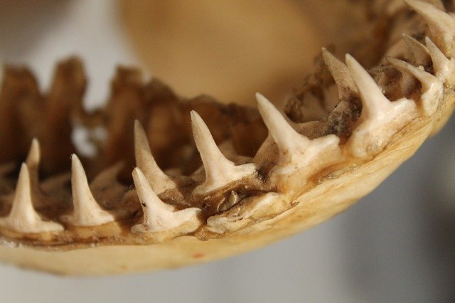 Sharks can have up to 3000 teeth in their mouth.