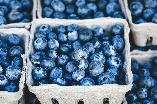 Maine produces more than 90 per cent of the country's blueberries.