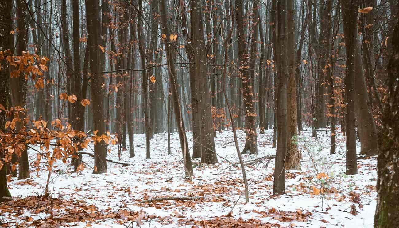 Forests cover more than a third of the country of Luxembourg.