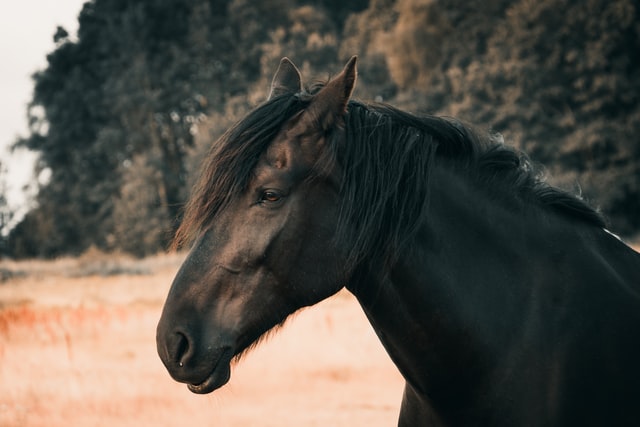 Turpin's fictional ride from London to York was on his mare Black Bess.