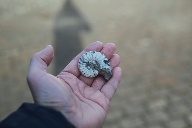 The law can be combined with index fossils to determine relative ages.