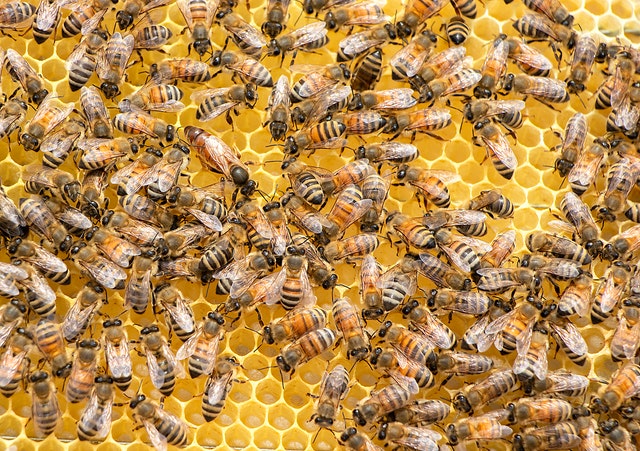 Honeycomb is a hexagonal wax structure made by bees inside their hives.
