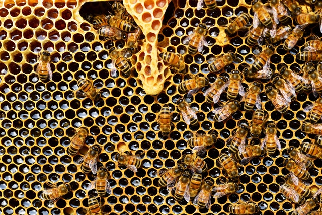 it takes about eight bees a lifetime to produce a teaspoon of honey!