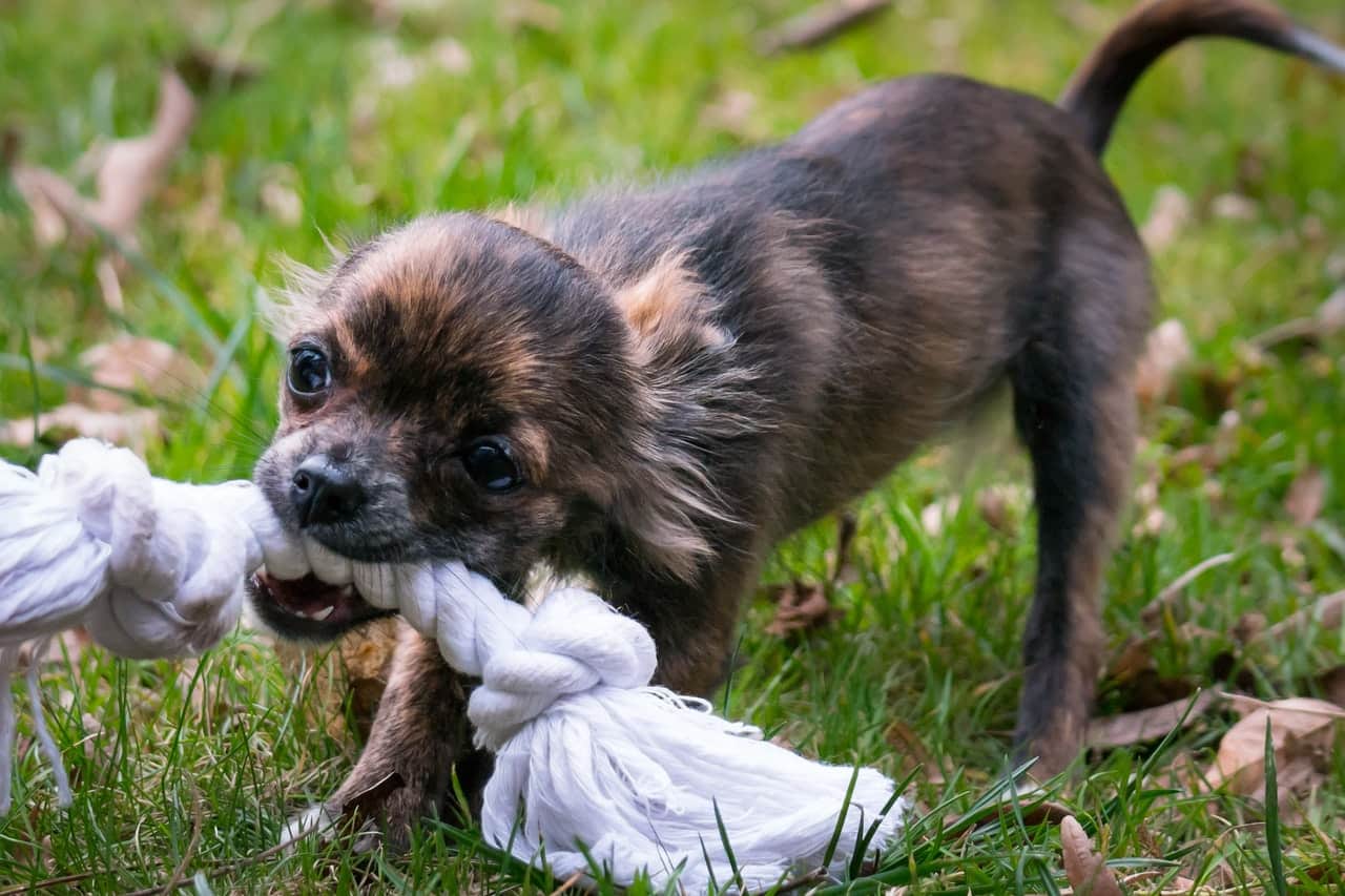 Chihuahuas love to retrieve toys or balls.