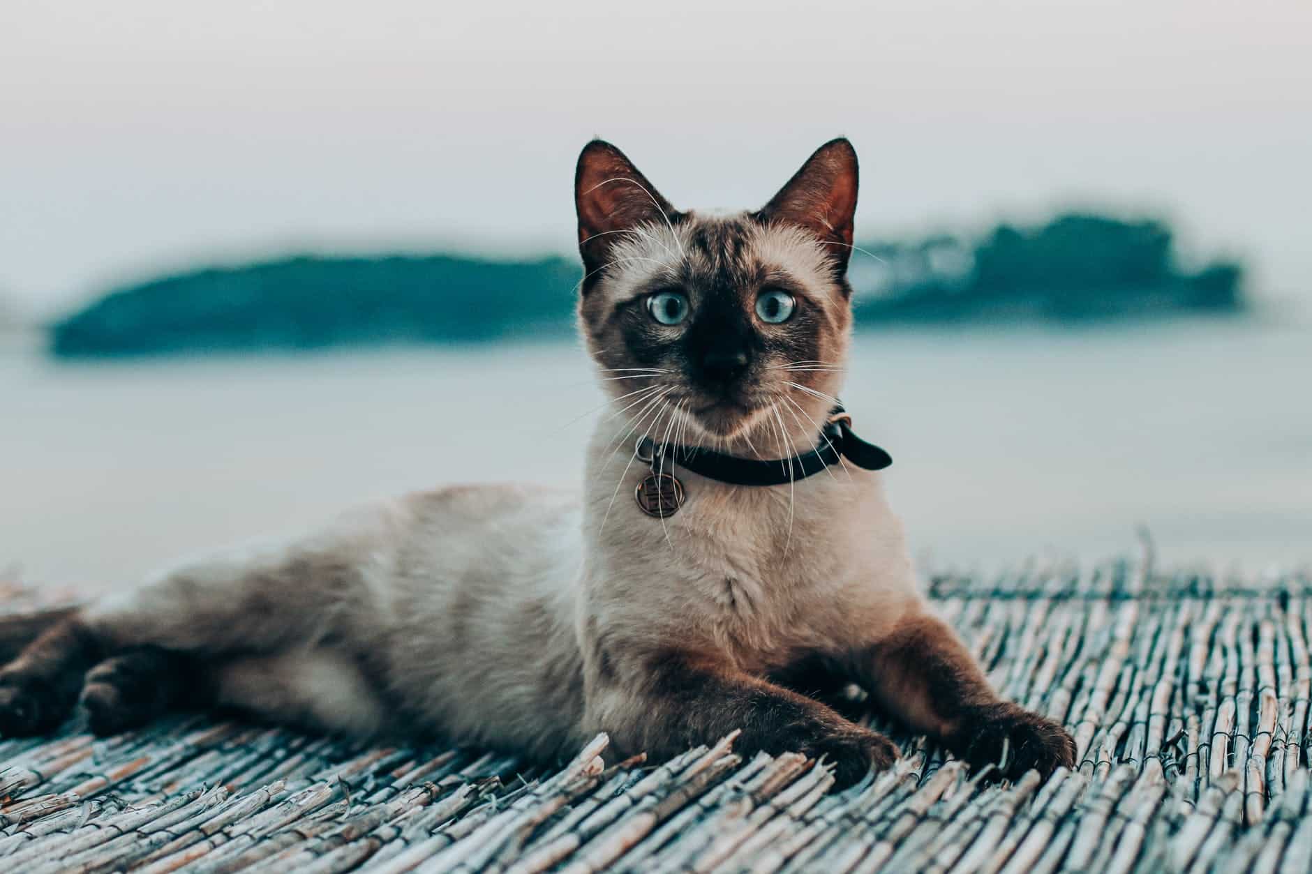 Siamese cats come from Thailand