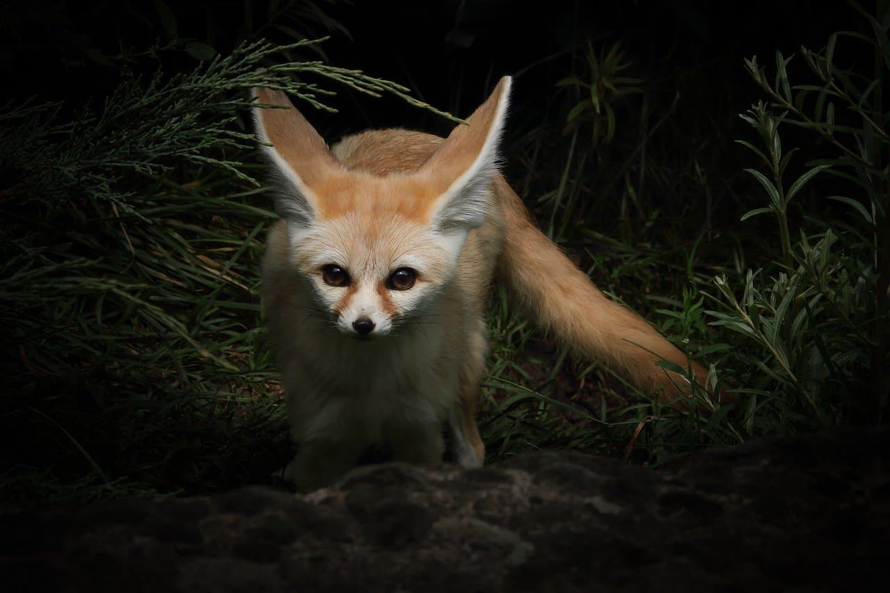 The huge ears of the Fennec foxes are super cute meaning they have great