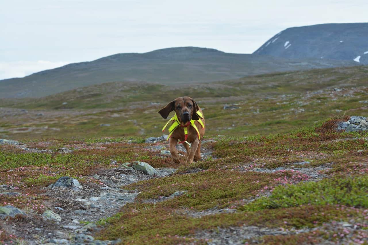 Bloodhound puppies are full of energy.