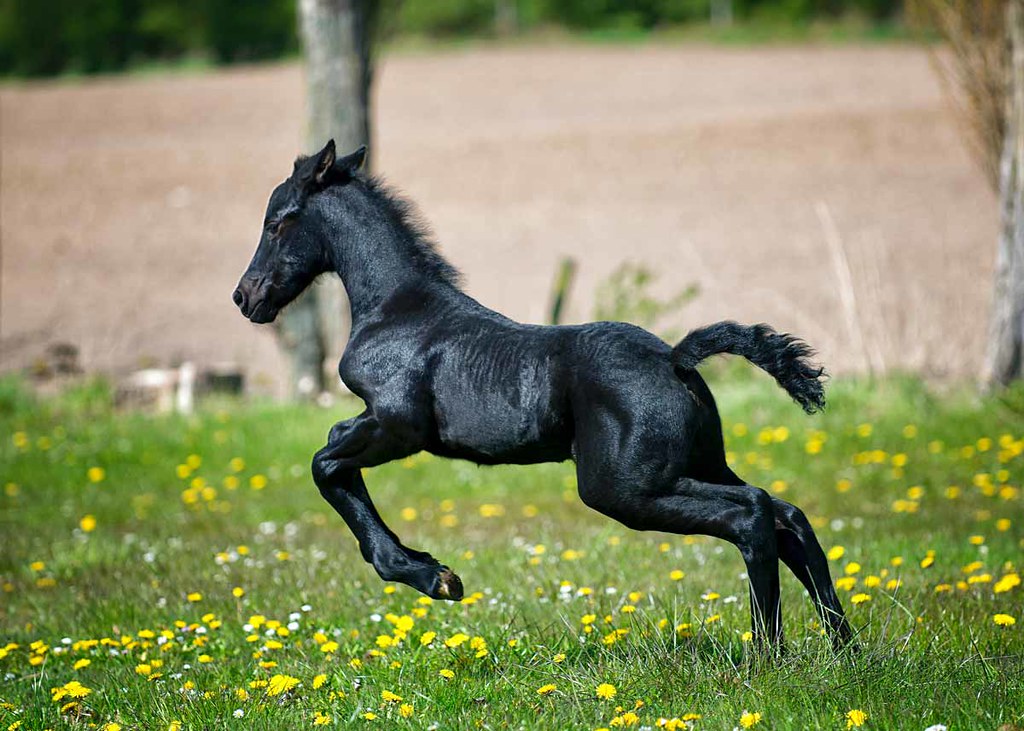 Choosing a meaningful name for your horse is easy.