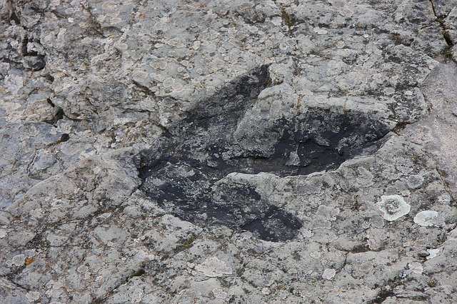 Dinosaur foot prints give us many clues about life in the Mesozoic era.