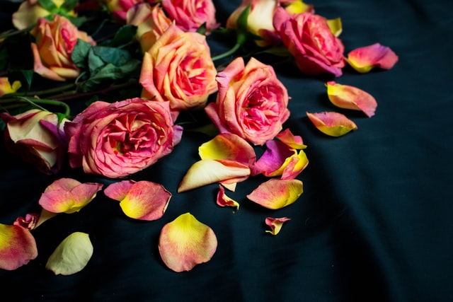 It's possible to create roses with rainbow rose petals.