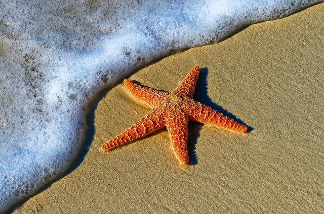 Most starfish have 5 arms.