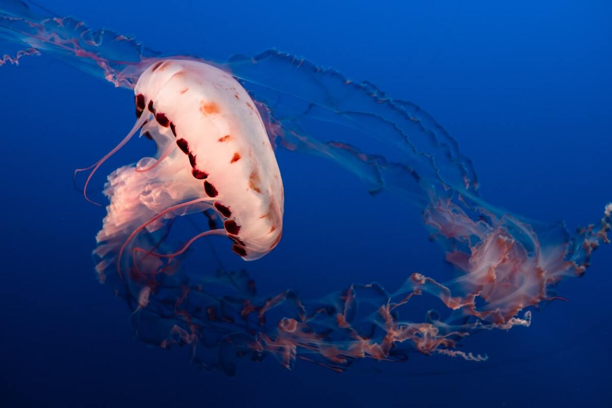Some jellyfish have tentacles that are longer than a blue whale!