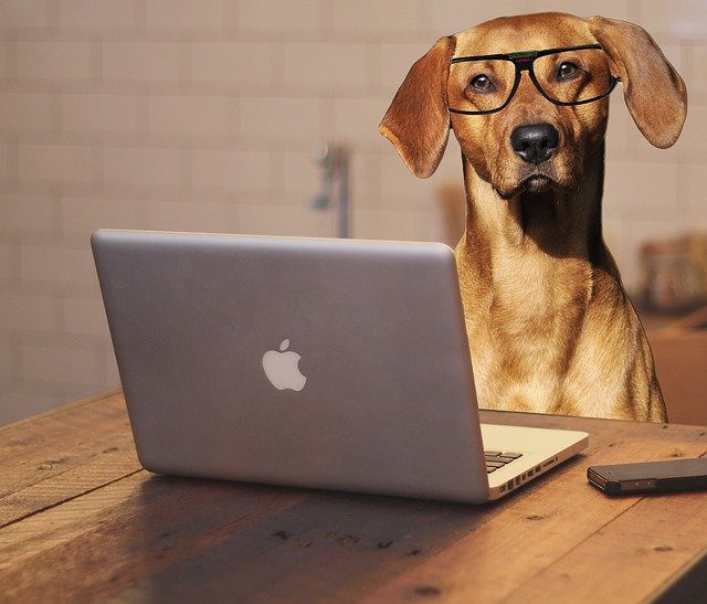 Nerdy dog names are a really cool choice.