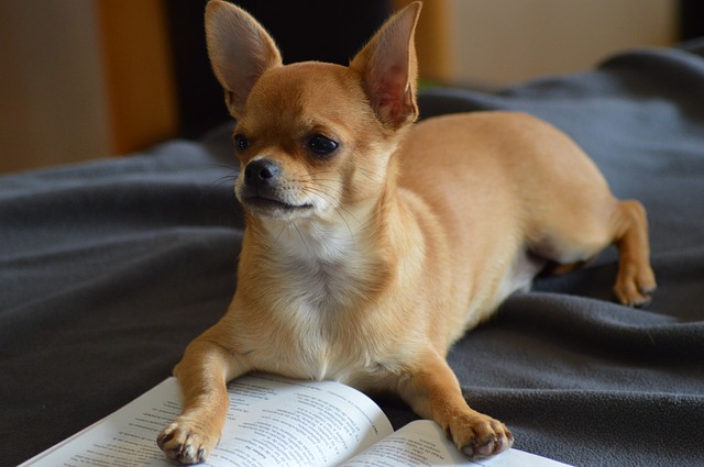 Your furball deserves one of these nerdy dog names.