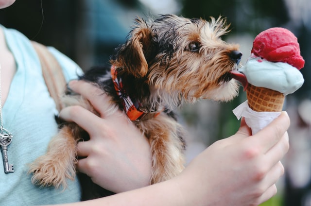 Ice cream is true love.