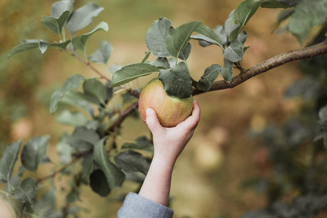 Apple picking puns are quite popular among kids.