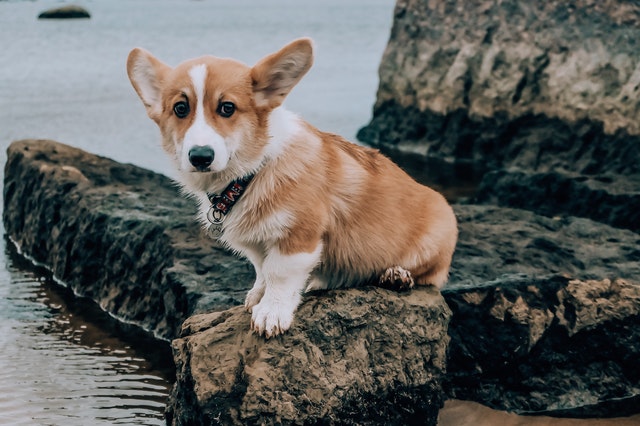 A good wordplay with corgi can really make you stand out as the punny one.