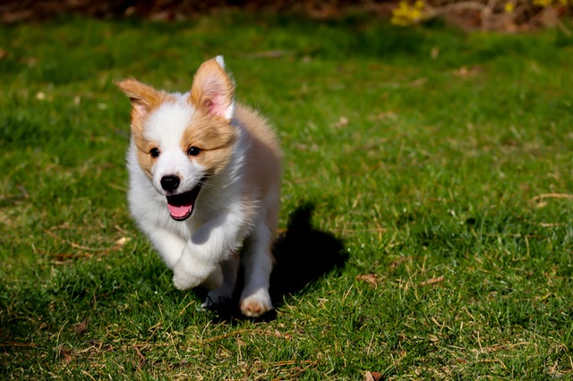 Amp up your comedic value with amazing corgi jokes.