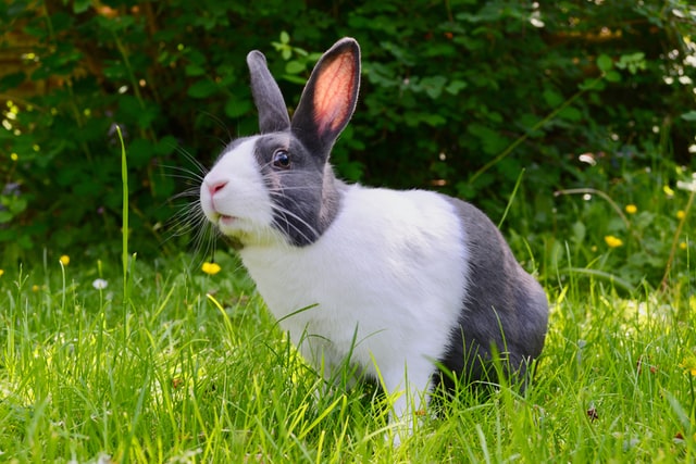 Puns on rabbits can really make you giggle.