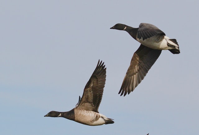 Geese and their puns have the ability to travel large distances.