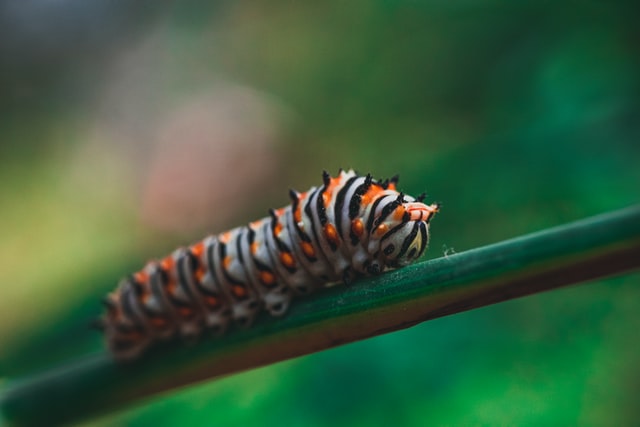 Worms are small creatures found in the ground.