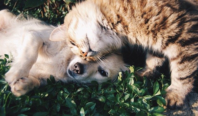 Dog and cat puns are great ice breakers for pet owners.