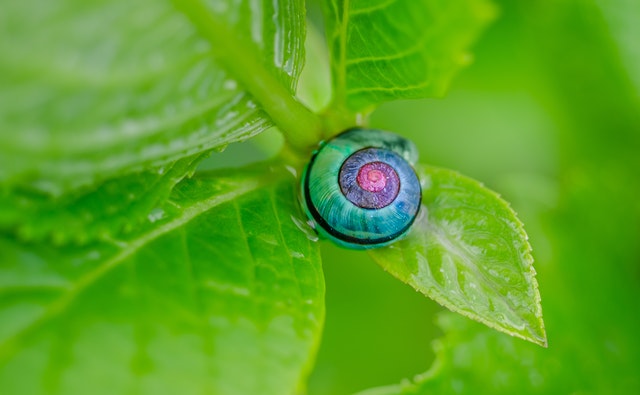 Our funny puns about snails will make you fall in love with them.