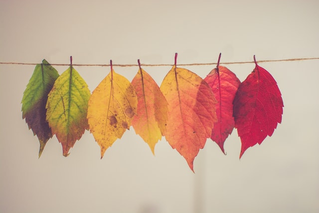 Autumnal pictures are popular on Instagram!