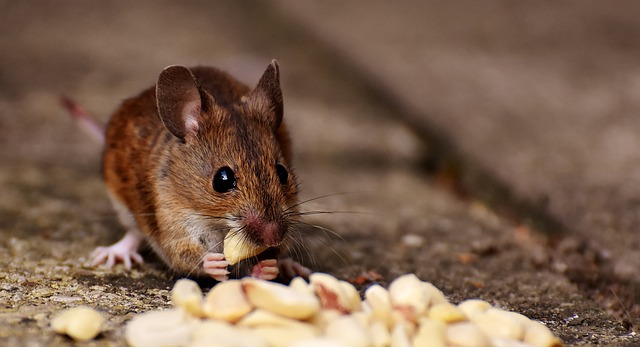 People usually prefer mouse names from movies and cartoons.